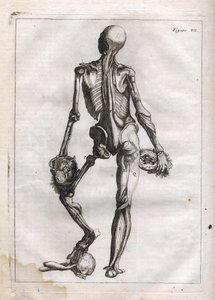 Diese Figur kann die Neugierde derjenigen befriedigen, die den entblößten Körper bis auf die Knochen sehen wollen - Gravur in „Abstrakte Anatomie, angepasst an die Künste der Malerei und Bildhauerei“