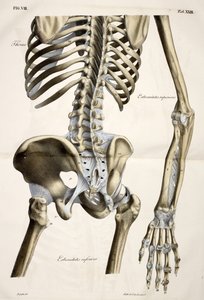 Thorax, aus Planches anatomiques du corps humain, ausgeführt nach den natürlichen Dimensionen, begleitet von einem erläuternden Text, veröffentlicht von dem Grafen von Lasteyrie von French School