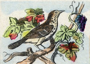 Drossel. Gravur in "Buffon Alphabet des Oiseaux n 1" von French School