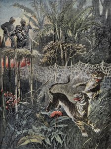 Tigerjagd im Dschungel Indiens: Die Verteidiger sind hinter dem Netz und die Jäger sind sicher auf dem Belvedere. Gravur in „Le Pelerin“, am 05.02.1899. Selva Coll. von French School