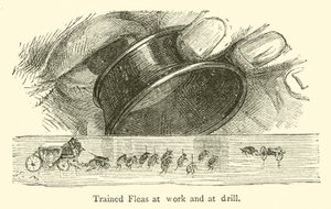 Dressierte Flöhe bei der Arbeit und beim Drill von French School