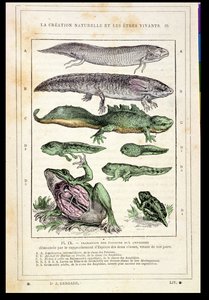 Übergang von Fischen zu Amphibien, aus einem Buch von Dr. Rengade, ca. 1880 von French School