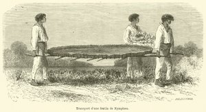Transport eines Nymphaea-Blattes von French School