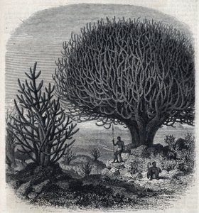 Baum Euphorbo in Ostafrika (Sudan). Gravur von Freeman in „The Picturesque Magasin“ von French School