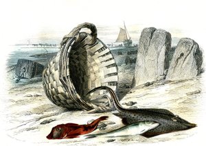 Rotbarbe (Trigla cuculus), Wittling (Merlangius merlangus), Rochen (Dipturus batis) - Tafel aus Histoire Naturelle von Bernard Germain de Lacepede (1856-1925), Ausgabe P.Furme, Paris von French School
