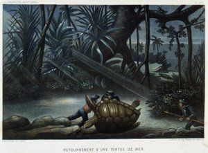 Schildkröte einer Meeresschildkröte - in „Le monde de la mer“ von Alfred Fredol, Hachette, Paris