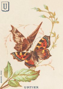 U: Urtiex (Aglais urticae oder Kleiner Fuchs)