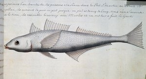 Unbekannter Fisch, Magellanstraße, Aquarell aus dem Logbuch von Jacques Gouin de Beauchesne, Kapitän der Compagnie royale de la Mer du Sud, von 1698 bis 1701 von French School