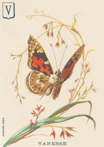 Vanesse (Vanessa cardui oder Distelfalter)