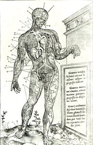 Gefäßsystem nach Charles Etienne, aus De dissectione partium corporis humani libri tres, 1545