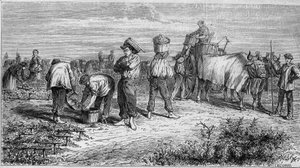 Weinbau im Médoc: Traubenlese während der Ernte. Gravur in „Le Monde Illustré“ Nr. 561 vom 11. Januar 1868.