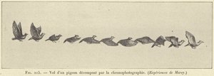 Flug einer Taube, zerlegt durch die Chronofotografie von French School