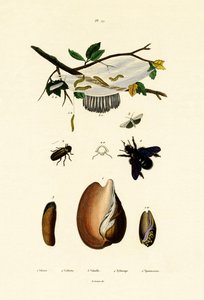 Volutenschnecke