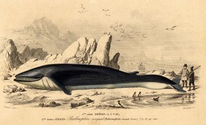 Wal oder Bartenwal (Balaenoptera rorqual)