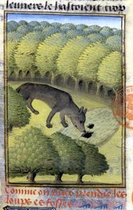 Wolf - aus „Hunting Book of Gaston Phoebus, Count of Foix, Lord of Béarn“ von French School