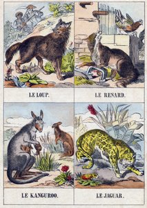 Wolf; Fuchs; Känguru; Jaguar. Gravur in "Buffon Alphabet des Animaux" von French School
