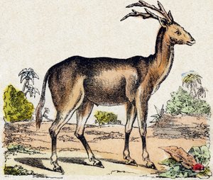 Xantarus. Gravur in „Alphabet der wilden Tiere“. 9. Serie. Bildsprache von Epinal, Pellerin, Drucker-Verleger, um 1870. Holzschnitte, schabloniert. 16 Seiten. Maße: 20 x 15 cm. Private Sammlung