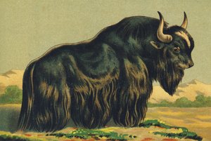 Y wie Yak