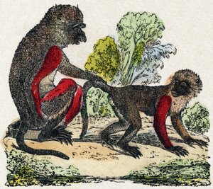 Yarques. Gravur in "Alphabet des animaux sauvages". 9. Serie. Bildersammlung von Epinal, Pellerin, Drucker-Verleger, um 1870. Holzschnitte, schabloniert. 16 Seiten. Dim: 20 x 15 cm. Private Sammlung von French School
