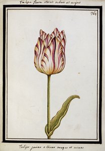 Gelbe Tulpe mit roten und schwarzen Streifen, ca. 1700 von French School