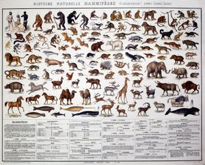 Zoologie: Klassifikation der Säugetiere nach dem französischen Biologen Georges Cuvier (1769-1832). Tafel der Naturgeschichte von French School