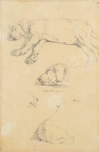 Hundestudien: Waldmann und Ami von Friedrich August Mathias Gauermann