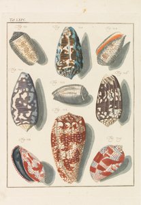 Neues systematisches Conchylien-Cabinet, 1768