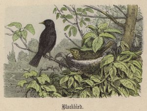 Amsel (kolorierte Gravur) von Friedrich Specht