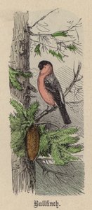 Gimpel (kolorierte Gravur) von Friedrich Specht