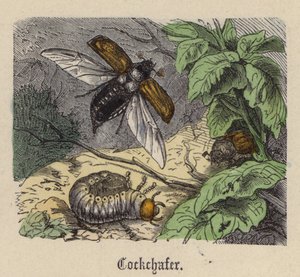 Maikäfer von Friedrich Specht