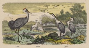 Kranich, Storch, Reiher (kolorierte Gravur)