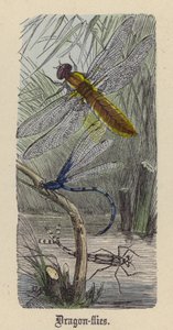 Libellen (farbiger Stich) von Friedrich Specht