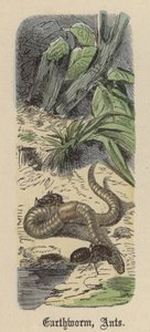Regenwurm, Ameisen von Friedrich Specht