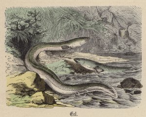 Aal von Friedrich Specht