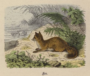 Fuchs (kolorierte Gravur) von Friedrich Specht