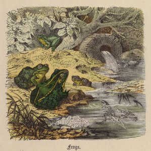 Frösche von Friedrich Specht