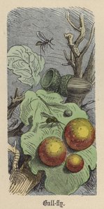 Gallwespe