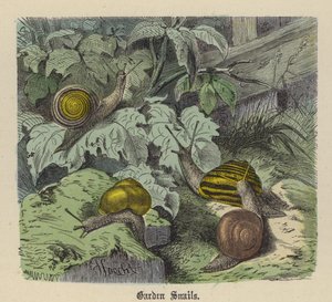 Gartenschnecken von Friedrich Specht