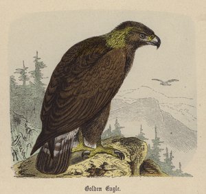 Steinadler
