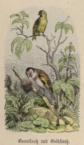 Grünfink und Stieglitz von Friedrich Specht
