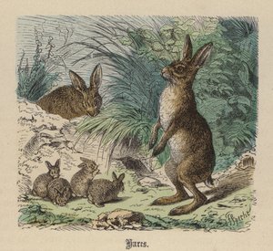 Hasen von Friedrich Specht
