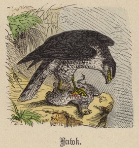 Falke von Friedrich Specht