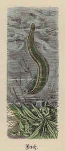 Blutegel von Friedrich Specht