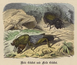 Maulwurfsgrille und Feldgrille von Friedrich Specht