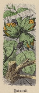 Nussrüssler von Friedrich Specht