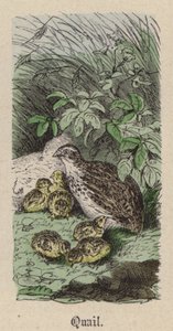 Wachtel (kolorierte Gravur) von Friedrich Specht