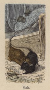 Ratten (kolorierte Gravur) von Friedrich Specht