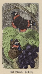 Admiralfalter (kolorierte Gravur) von Friedrich Specht
