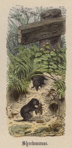 Spitzmaus von Friedrich Specht