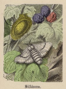 Seidenraupe (farbiger Stich) von Friedrich Specht